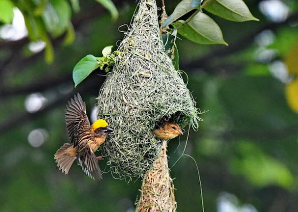 Nature surprisingly reminds us how the balance of two genders create good results for a family :) 
This is a nature fact I learned in the famous #Singapore #Birdpark 
#diversity
🐤 🐦  🐥
