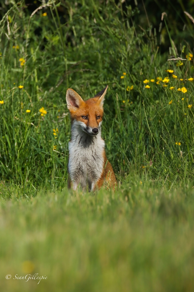 Thank you Sean Gillespie ( @Naturalworldphotography on Instagram ) for this one ! #FoxOfTheDay