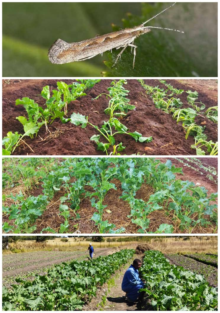 Guess whose in Town

To all our valued Evergreen Covo sucker client, better watch out for this guy, He is cable of causing devastating impact to the brassica family, if uncontrolled.🪳

Taking Evergreen Covo suckers for Sunday deliveries at $15/1000

wa.me/p/657969967875…