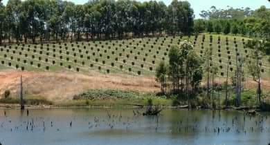 3. Irrigation water must be of good quality.
4. There must be proper transport facilities either by road or rail within the reach.
5. Whether the climatic conditions are suitable for the fruits to be grown and site is free from the limiting factors such as cyclones, frost