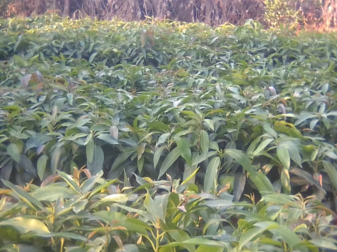 hailstorms and strong hot winds.
6. Whether there are seasonal gluts or over production in any particular period of the year.
7. Whether there is assured demand in the market for the fruits to be grown.
8. Whether his orchard is a new venture or there are already other growers