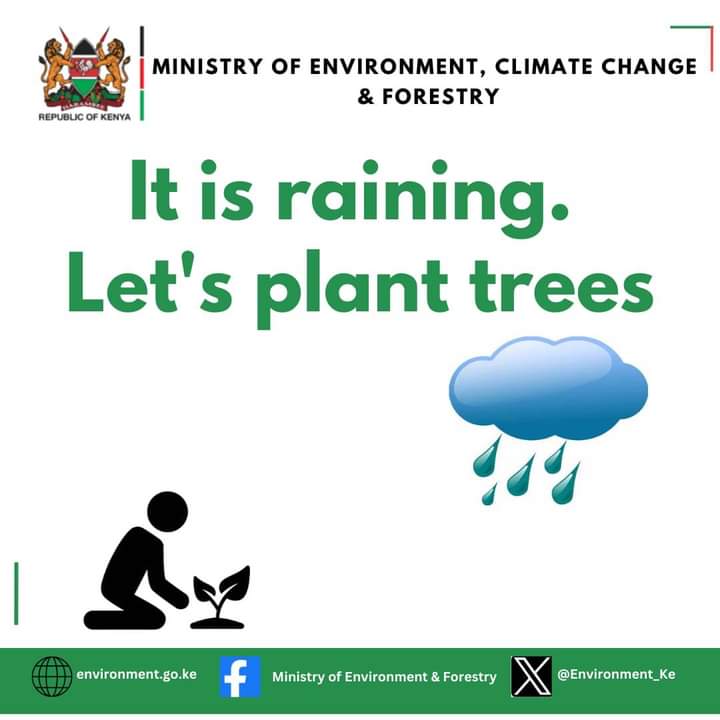 The Government's Jaza Miti App is  available on both App store and Play store. It links up tree nurseries & seedling buyers in your location. It has details on tree species that can thrive in your area.
 Download the Jaza Miti App & Register today.
#JazaMiti #15BillionTrees