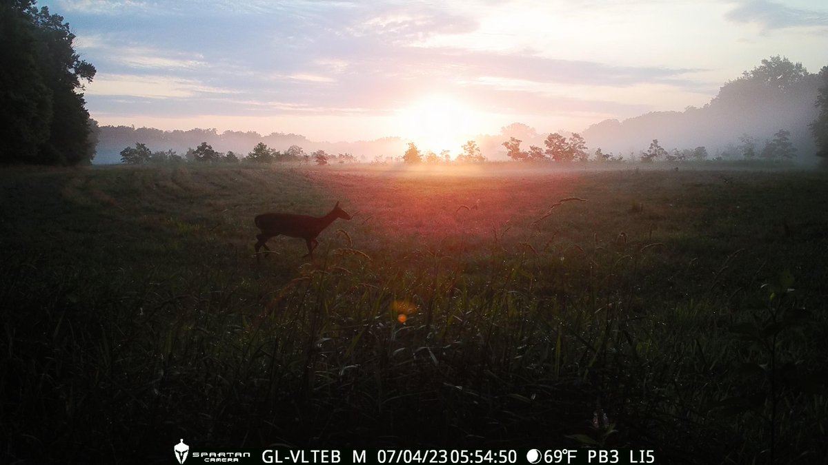 trailcam tweet media