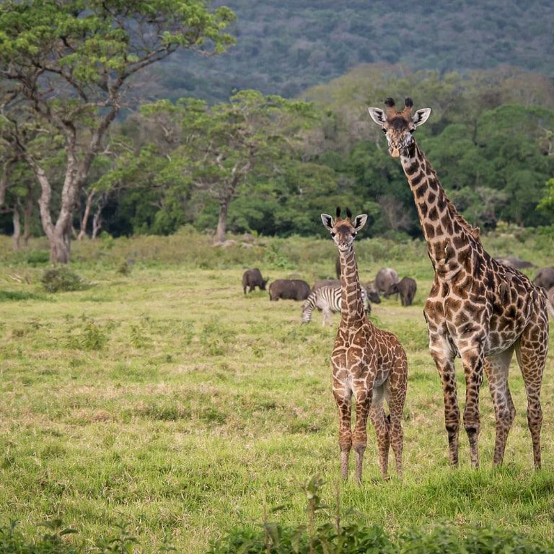 Discover the magic of Tanzania's Arusha National Park on an unforgettable game drive adventure!
 
And at night, relax in luxurious accommodations with all the amenities.
  
visit us @ lifetimesafaristz.com/arusha-nationa…  
  
 Phone: +255 75 5419246
  
 #ArushaNationalPark #TanzaniaSafari