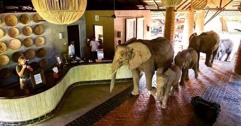 Zambianmagic's tweet photo. Mfuwe Lodge in Zambia is famous for having elephants regularly wander through their reception, usually between late October and Mid-December. 

📍 Mfuwe, South Luangwa🇿🇲
@Zambianmagic https://t.co/wEGuxobhDd