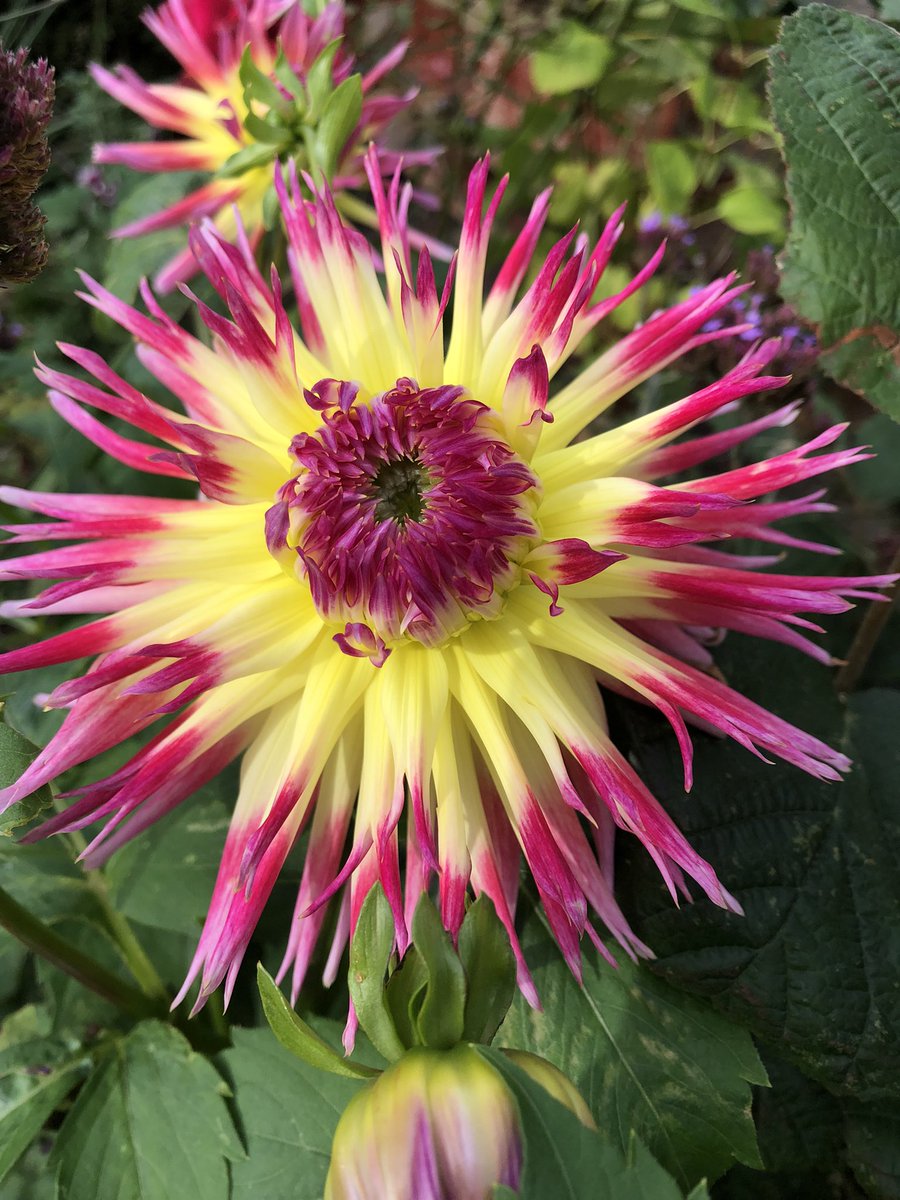 jay33bee's tweet image. Some of my Dahlias this year ❤️