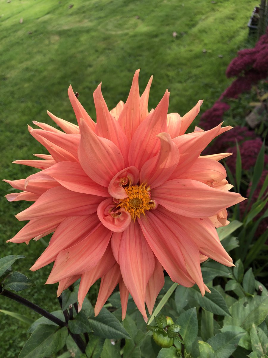 jay33bee's tweet image. Some of my Dahlias this year ❤️
