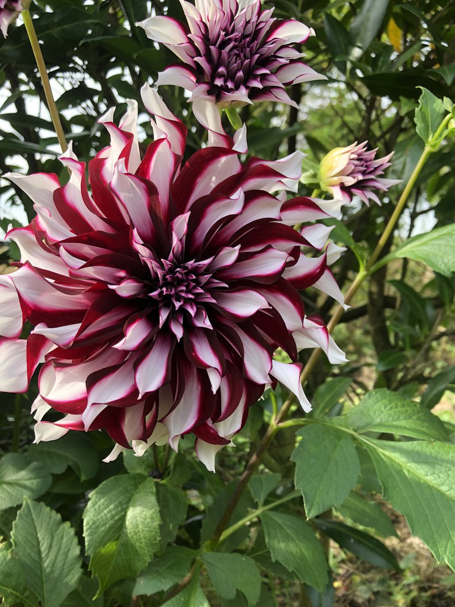 jay33bee's tweet image. Some of my Dahlias this year ❤️