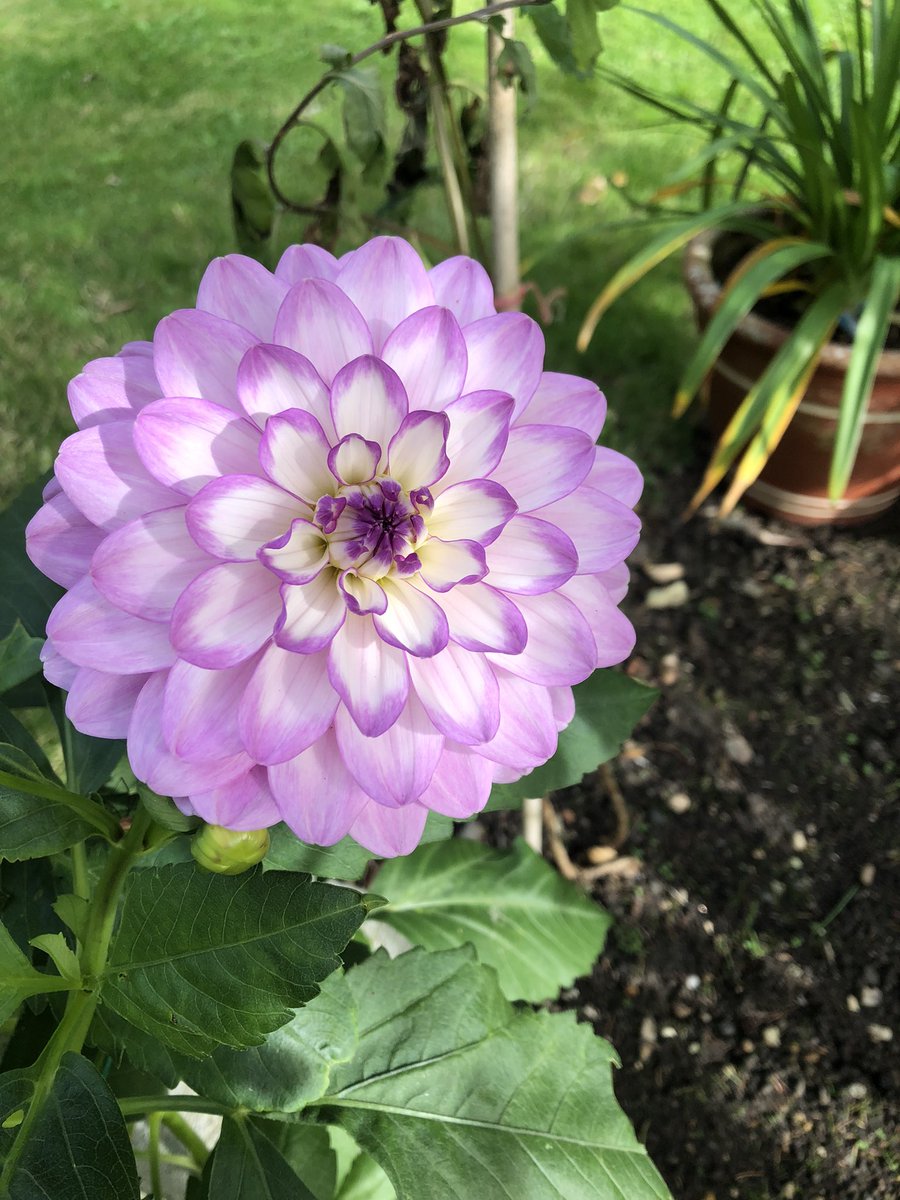 jay33bee's tweet image. Some of my Dahlias this year ❤️