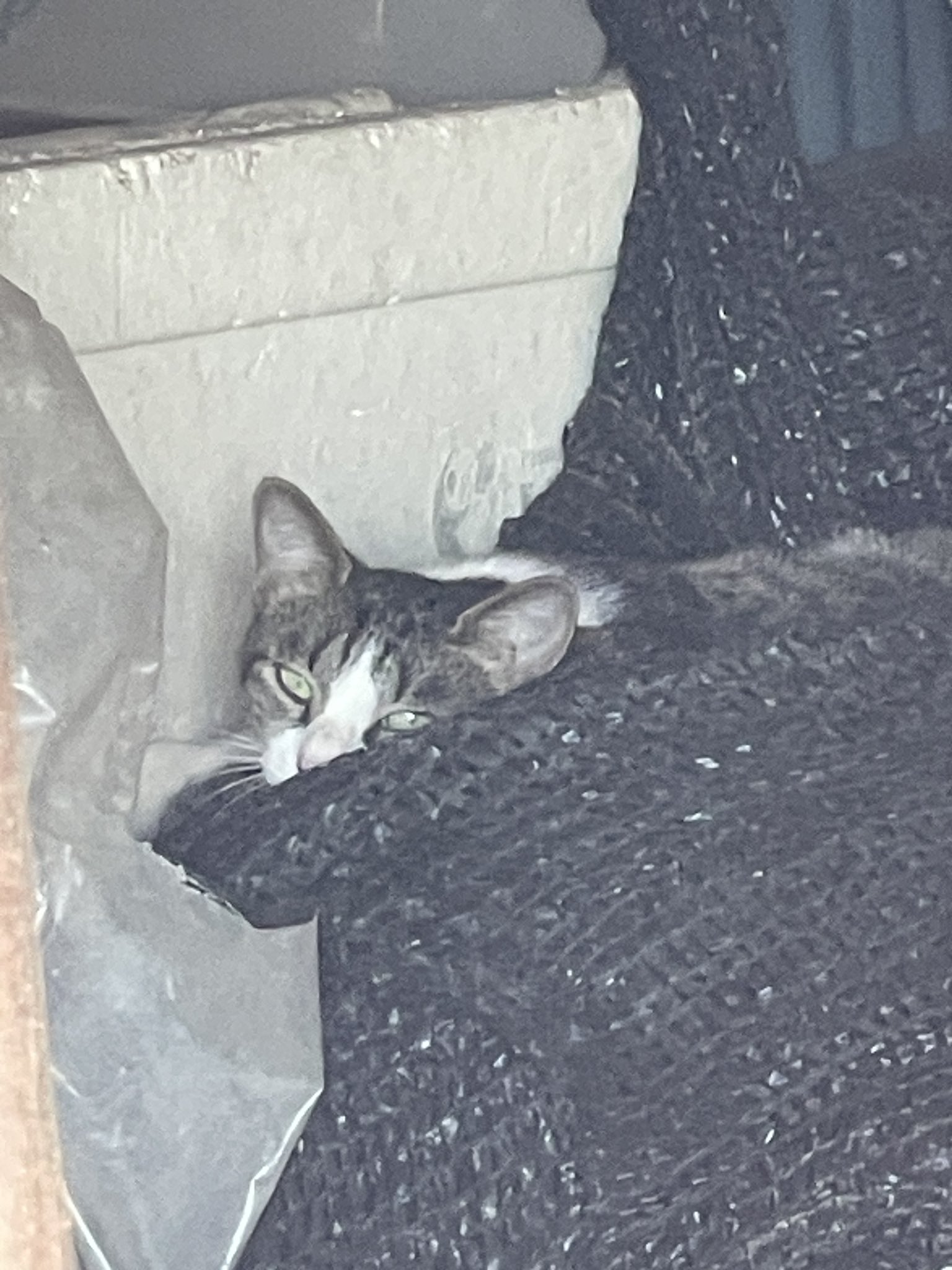 ヤフオク開催中 – търсене / X