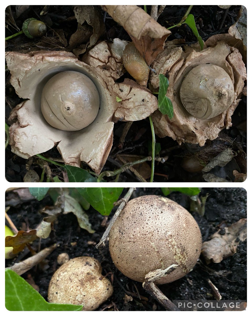 Collared Earthstars and Smooth(?) Earthballs fruiting close to each other at @abbeyleixbog for #MushroomMonday