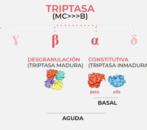 MPL_2023's tweet photo. ¿Conocéis los diferentes tipos de #triptasa? #MPL23 https://t.co/tabX7NikKs