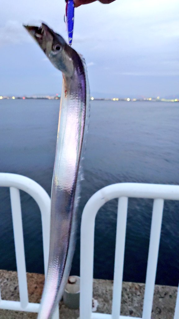 fishingtax's tweet photo. 夕���にタチウオ約50cmスレ
ジグパラトーンパープル https://t.co/HxpIH8RlG6
