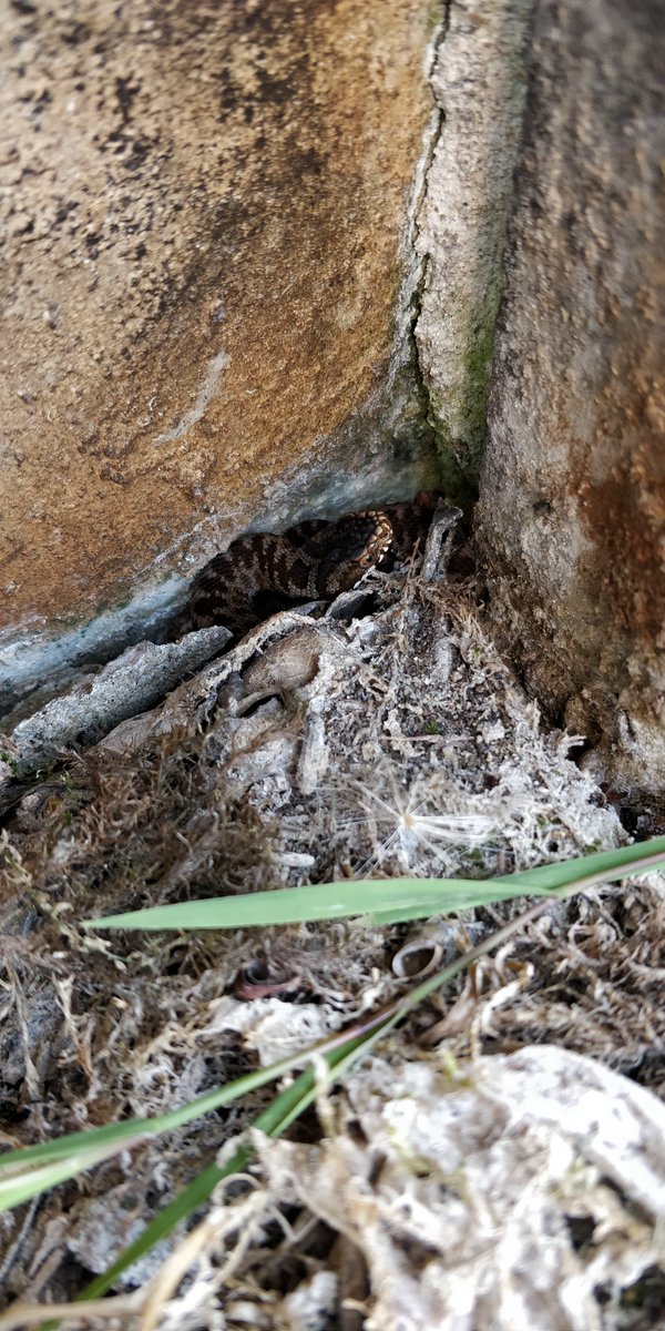 froglifers's tweet photo. A baby adder slithers along the ground.
A lucky find! Some people believe these snakes to be scary, but what do you think?
#Snake #Adder #Protectsnakes #Nature #Wildlife @ohhampton @HeritageFundUK https://t.co/jglbzQggAQ