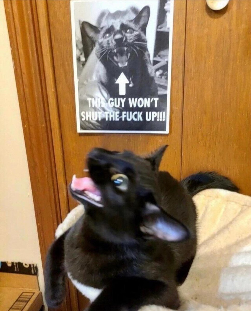 Why you should have a cat (@shouldhavecat) on Twitter photo 