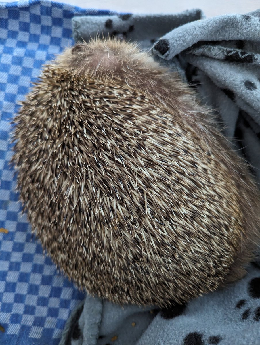 ErinaceusFrance's tweet photo. Bonjour et bon weekend à tous !
#Janin ne sera pas à la Fête de l'animal en ville cet après-midi, il a des choses plus importantes à faire (dormir), mais vous pouvez passer à notre stand pour nous poser des questions sur lui et ses congénères. Vous pouvez aussi faire un don 😉🙏 https://t.co/0gfH8VeToB