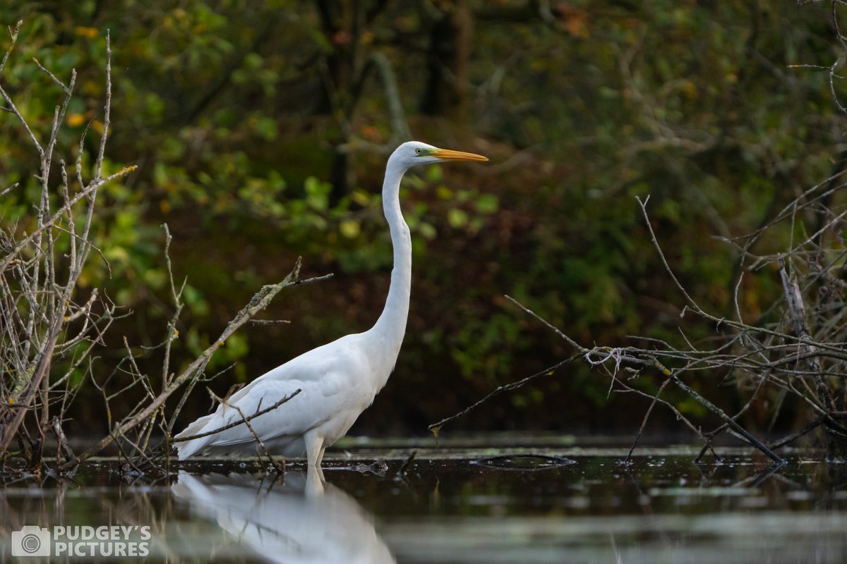 PudgeysPictures's tweet photo. Spent some time at #BrandonMarsh this morning and was joined by this Great White Egret trying to catch some breakfast 🎣 #brandonmarshsightings @WKWT https://t.co/5rOSYMcV5L
