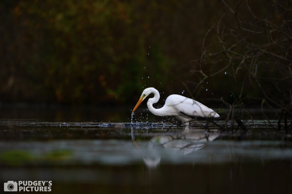 PudgeysPictures's tweet photo. Spent some time at #BrandonMarsh this morning and was joined by this Great White Egret trying to catch some breakfast 🎣 #brandonmarshsightings @WKWT https://t.co/5rOSYMcV5L