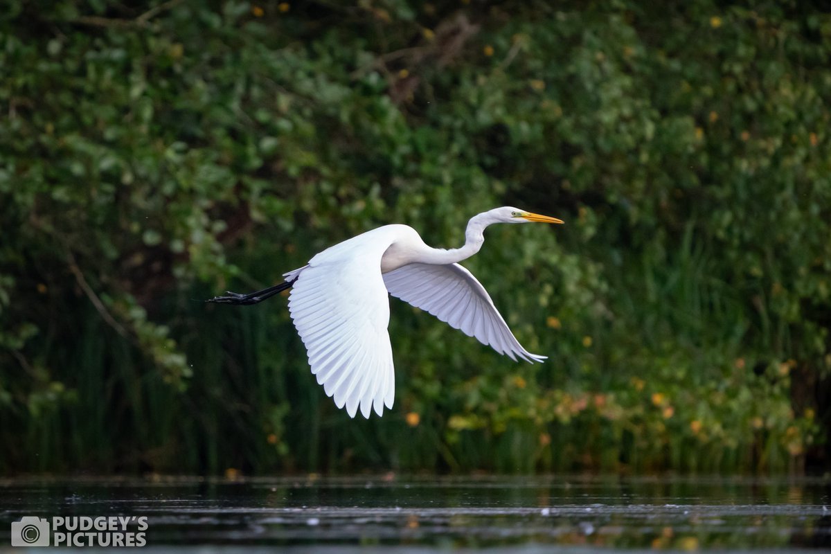 PudgeysPictures's tweet photo. Spent some time at #BrandonMarsh this morning and was joined by this Great White Egret trying to catch some breakfast 🎣 #brandonmarshsightings @WKWT https://t.co/5rOSYMcV5L