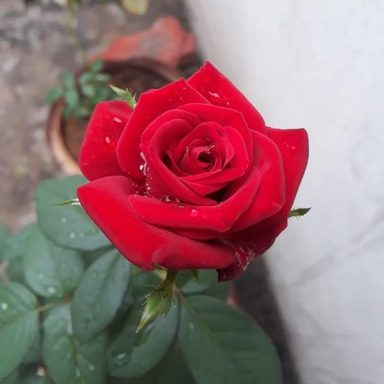 Buongiorno buon fine settimana....scusate la mia assenza ma ho contratto una  brutta infezione intestinale e mi sento veramente debole debole....passerà anche questa...🥺😔❤️