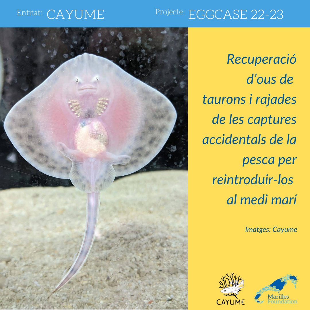 MarillesFund's tweet photo. 🦈Una mar amb taurons i rajades abundants és una mar ben conservada.
🎉El projecte #Eggcase de @cayume_ib finalitza amb:
320 ous recuperats,
4⃣3⃣ cries de tauró i rajada reintroduïdes a la mar
i gràcies a la col·laboració de les confraries de pescadors de Mallorca🥰 https://t.co/9tXVZgjius