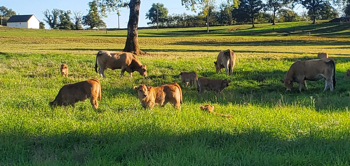 agric15's tweet photo. Apparemment ils sauveront la planète quand nous aurons disparu https://t.co/cWQDSkZpsD