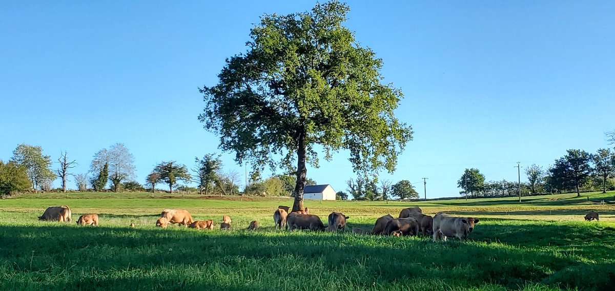 agric15's tweet photo. Apparemment ils sauveront la planète quand nous aurons disparu https://t.co/cWQDSkZpsD