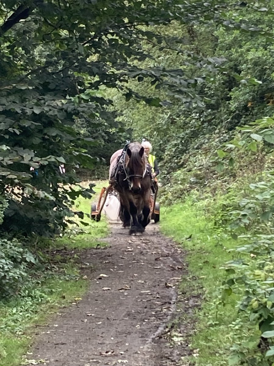 Oaks & Shires open for all in Elmdon Park today 🌳birds of prey, heavy horse, carving, basket weaving and more 🐿️11 - 3pm today, Sat 7 Oct ⁦@elmdonchurch⁩ ⁦@ElmdonPark⁩ @visitsolihull ⁦@SolihullUpdates⁩ ⁦@SolihullLife⁩ ⁦@SolihullBID⁩