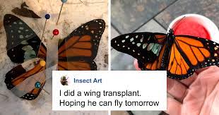 Alexander_Shaq's tweet photo. The #sigil of growth
spread it's wings, a #butterfly
flying through past #fear
their broken #spirit
pushing through #recovery
finding value in
the #beautiful world
#vss365 #ConverStory #vssdaily #vssmurder #haikufeels #5amwritersclub #writingcommunity #SaturdayMotivation https://t.co/8Y0OiLTf0S