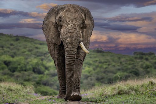 Cthrume71's tweet photo. Great big Gobisa ♥️
https://t.co/WQT1KjU46D
#digitalnegatives #prints #wallart #wildlifephotography
@THULATHULA1 https://t.co/wq1BbkmlB6