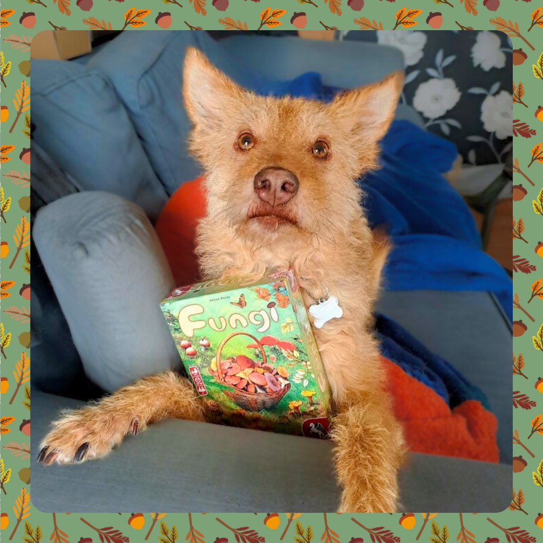 Stop, Drop & Roll tweet media