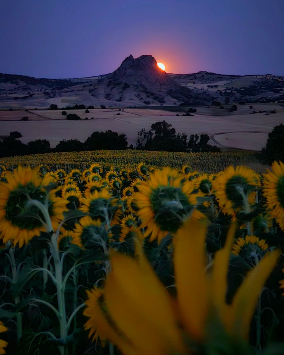 <a href="/cagriselek/">çağrı selek</a> ’in #GalaxyS23 Ultra ile yakaladığı detaylara hayran kalmamak mümkün değil! 🌻😍 
#TeamGalaxy #withGalaxy