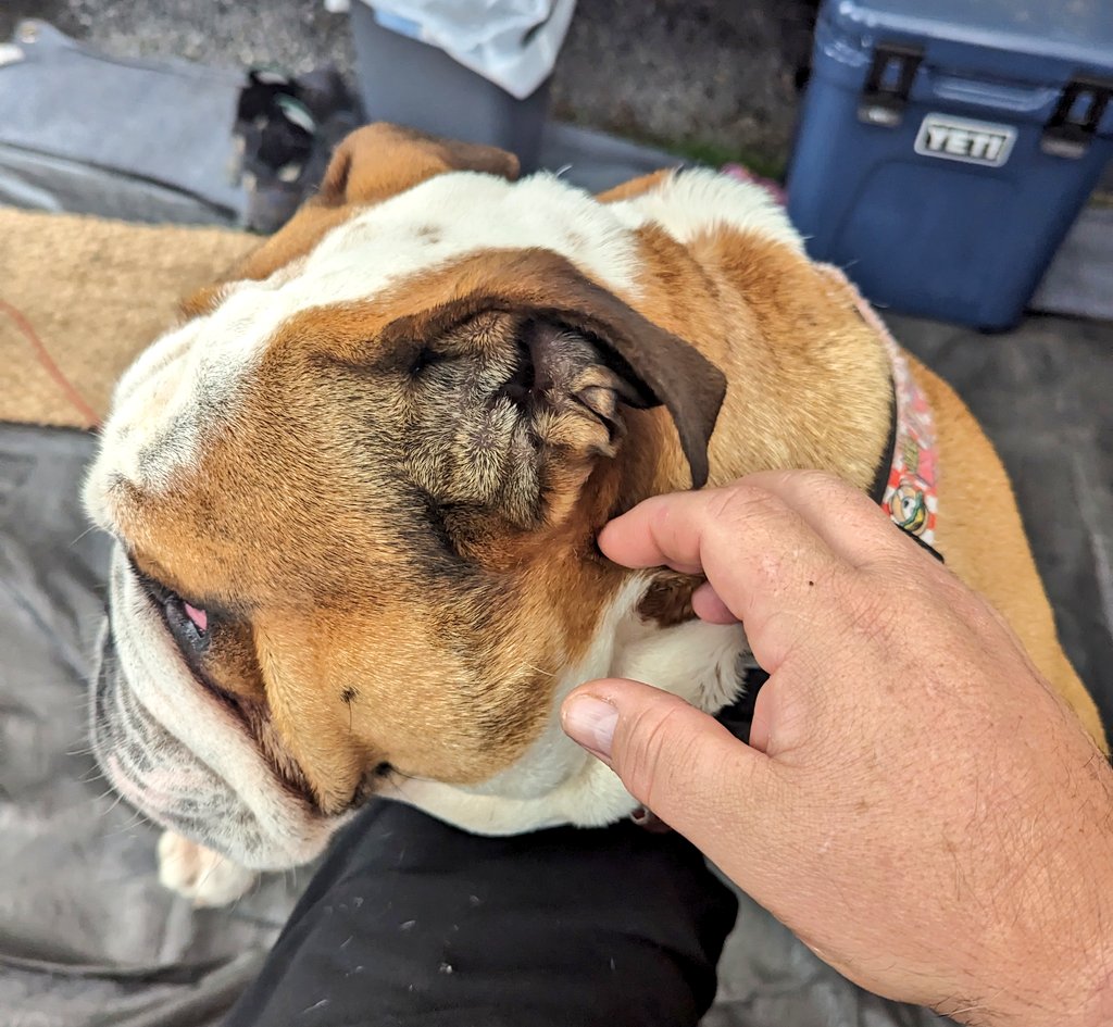 jayclark0106's tweet image. He's ain't needy at all 😂😂 #Bulldog #BulldogProblems