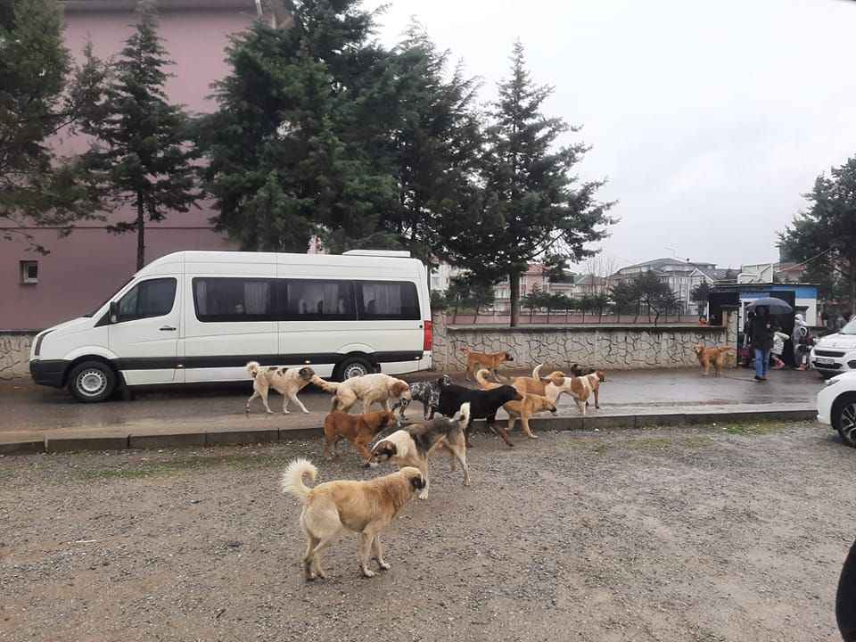 👉Başıboş köpek sorunu mevcut İktidarın eseridir.
👉Muhalefet, sorunu büyütmek için çabalamaktadır.
👉Mağdur partizan seçmenler ise çözüm için yalvarıyor ama sorunun büyümesine neden oluyorlar.

Bu yüzden "pislik ve tehlike" içinde yaşıyoruz! 
#ÇözümİTLAF