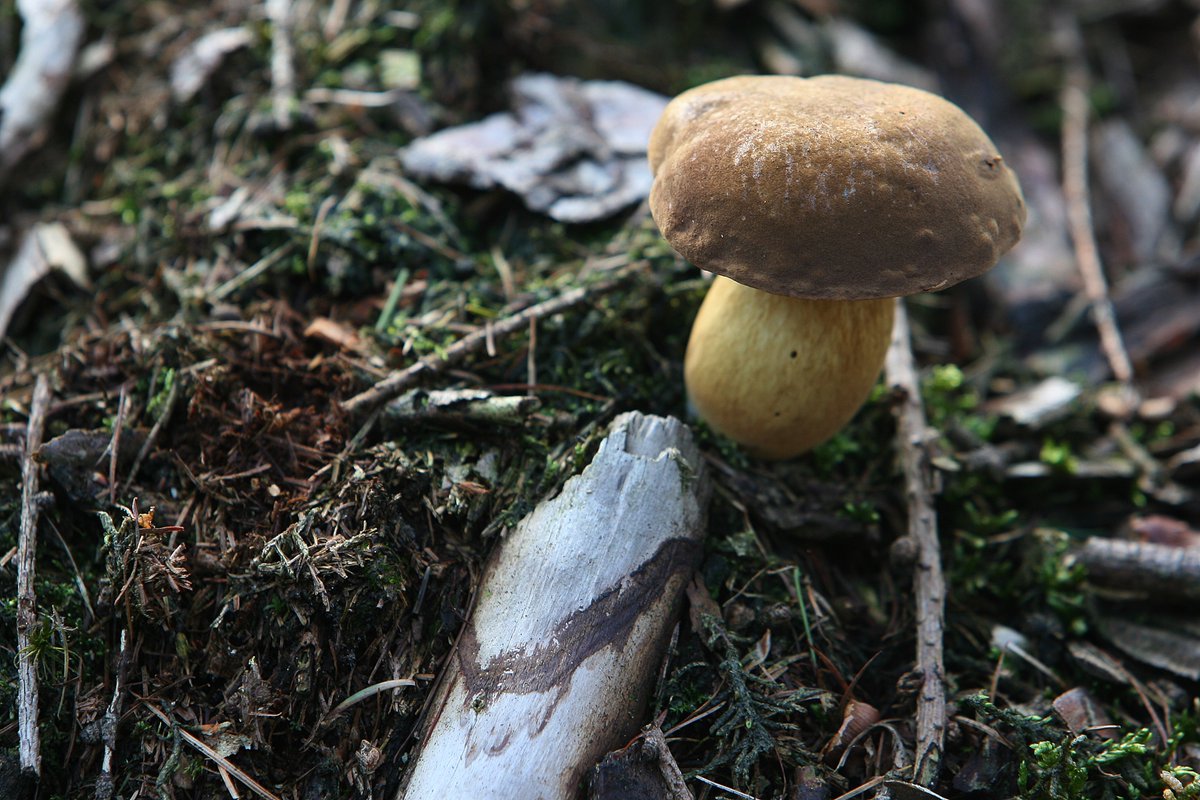 Tpzijl's tweet image. #fot_O_ktober
#namen
@jolandabrwr
#Duurswouderheide