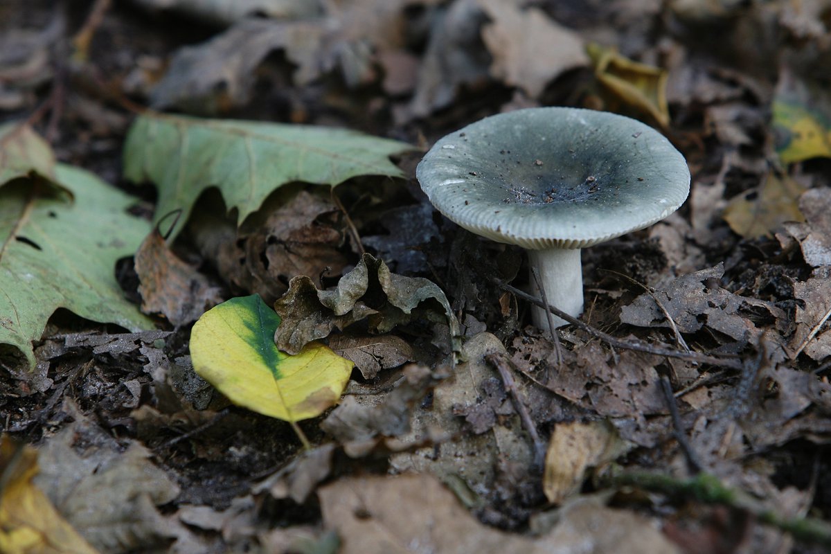 Tpzijl's tweet image. #fot_O_ktober
#namen
@jolandabrwr
#Duurswouderheide