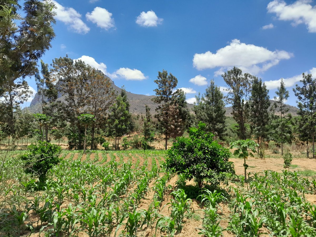 polka_wdpp's tweet photo. Day 2: Field visit to Makueni County, where community is involved in sand conservation efforts. #agroforestry #irrigation #sandrivers
@polka_wdpp @ihedelft @citscicauvdelta @AminuMBala @MeruUniversity @Makerere @AnneAvanDam https://t.co/yy5COg4PSo