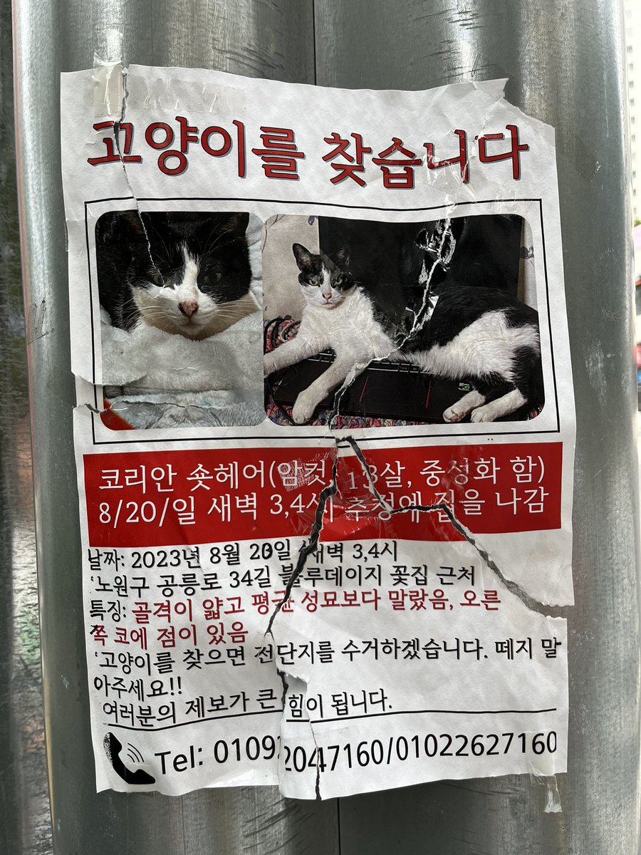 13_BACKUP__'s tweet photo. #고양이실종 #찾습니다 #rt부탁 https://t.co/DYoVw9HYE5