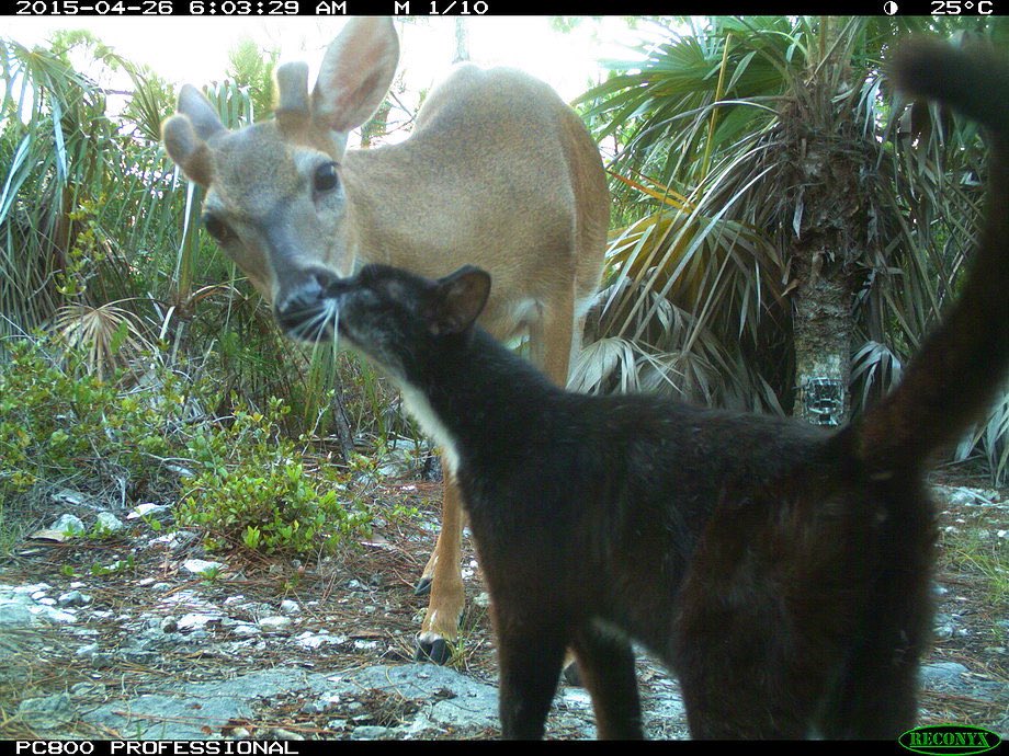 trailcam (@Trail_Cams) on Twitter photo 2023-10-07 05:30:43