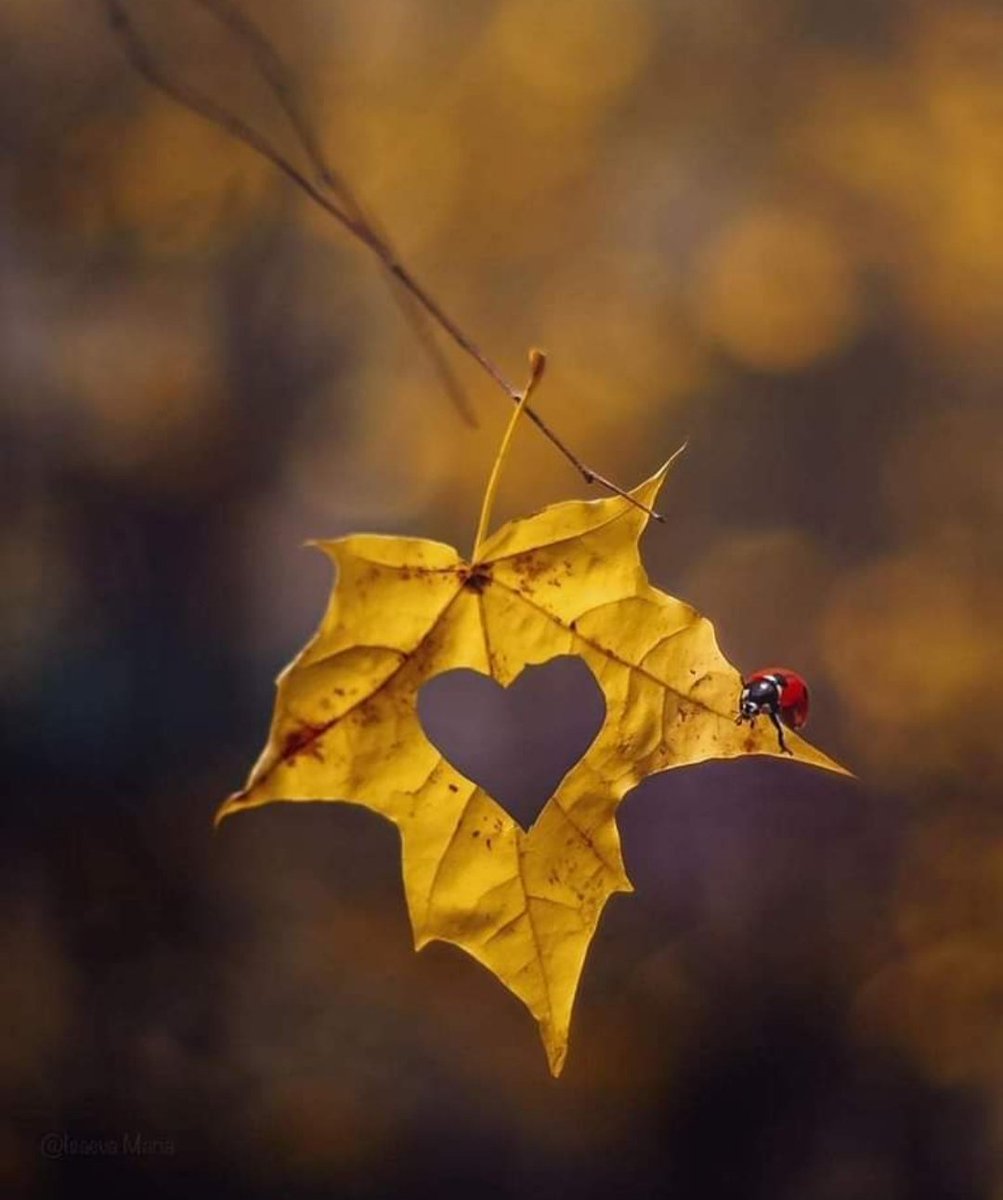 maya's mom tweet media