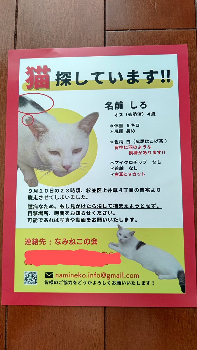 take4275's tweet photo. 皆さんのおかげで
奇跡的に戻ってきた
引きこもりの保護犬ランが
窓外一点を見つめ
そば耳たてた先に
シロちゃんが訪れて
くれてました（色あい酷似）

S,O,S！？

西武新宿線上井草駅付近です😿🐶
#迷い猫#上井草駅#拡散希望 https://t.co/tUqMHD2vWR
