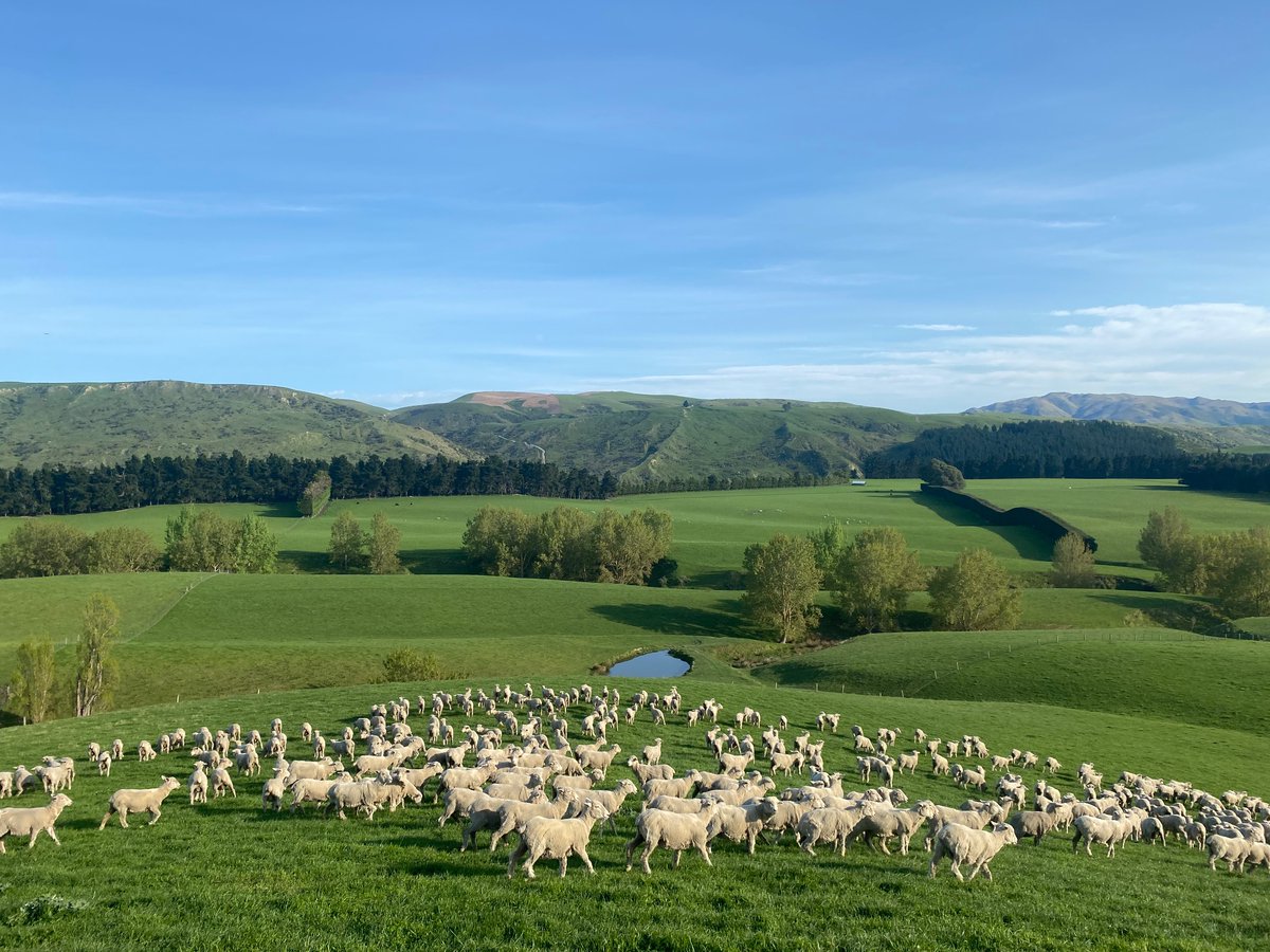 Halfbred ewe hoggets on the move this week.

Healthy happy stock enjoying some warm sun and green grass. Feels like spring has finally sprung.