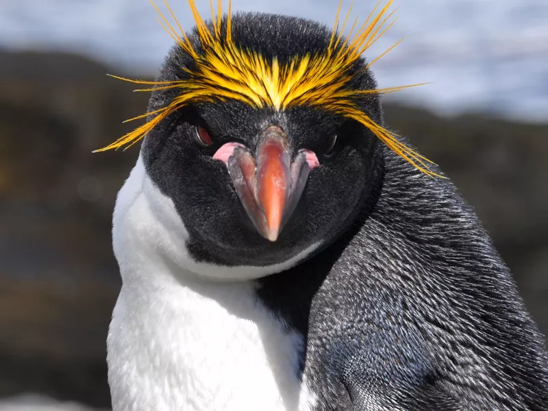 NummyPip's tweet photo. @Minecraft WHAT KIND OF PENGUIN IS THE PENGUIN?!?! IS IT THE ROCKHOPPER PENGUIN OR THE MACARONI PENGUIN?????? https://t.co/KY8As4hAih
