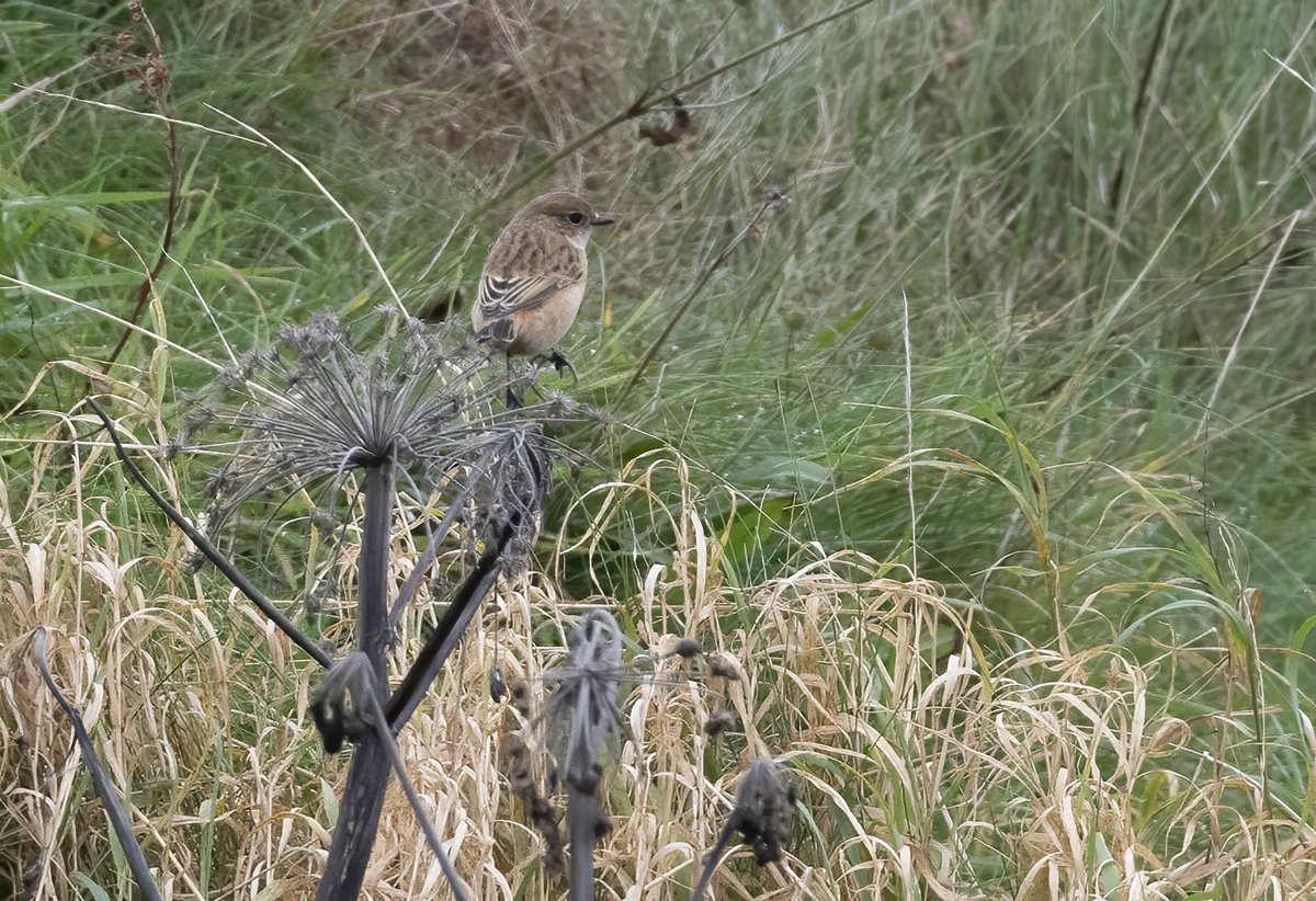 West is best. Sometimes anyway. Highlight of a good day in Shetland's west mainland with @RoryTallack & PVH on 5/10 was this swarthy Eastern Stonechat. Never approachable but looks good for Amur; samples on their way to the magic lab in Aberdeen @docmartin2mc @NatureInShet