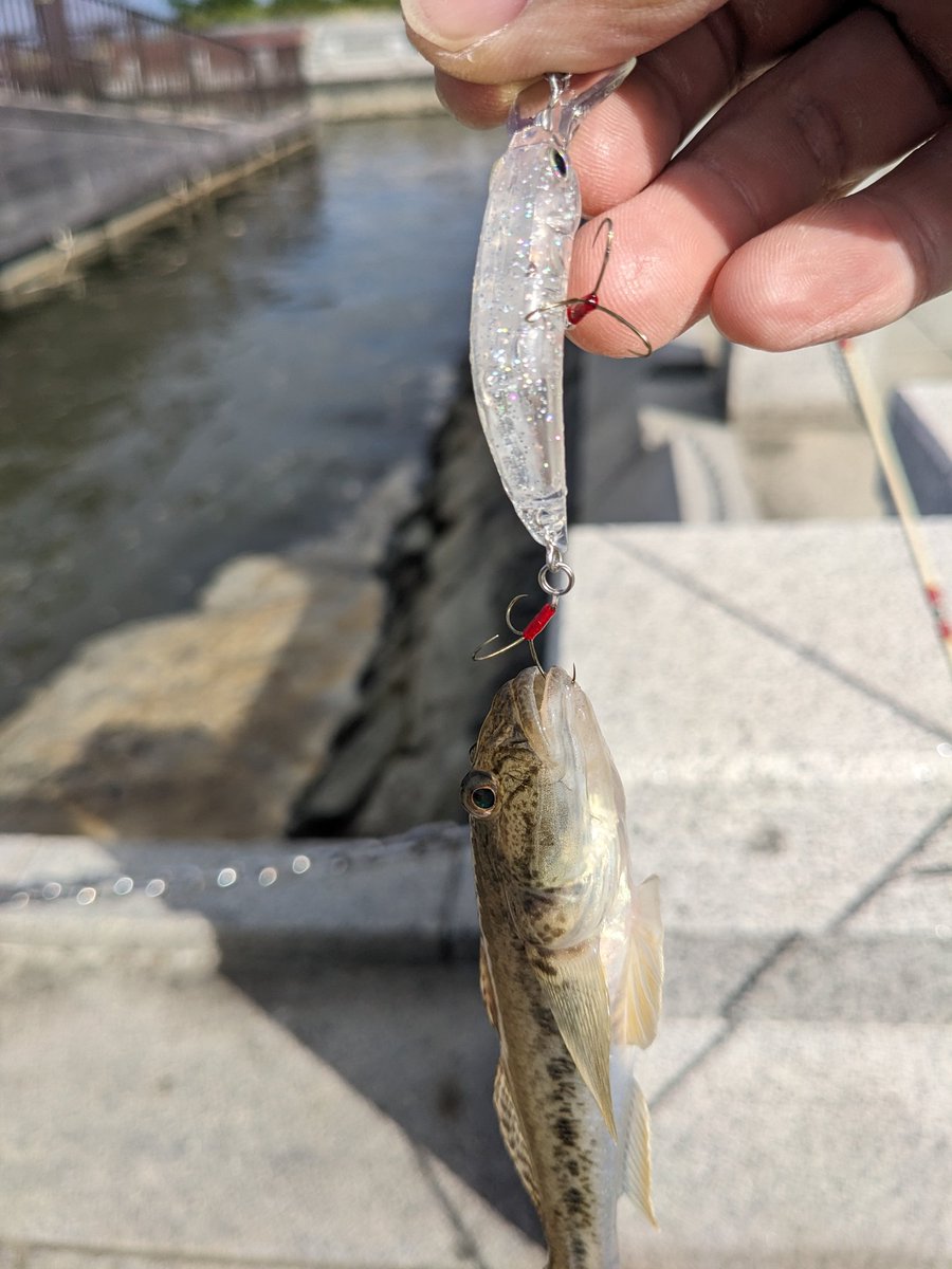 TAMAMON_train's tweet photo. 久しぶりのハゼ釣り🎣✨
釣れてくれてありがとう😭

ゴミ拾いもオッケーです💪 https://t.co/StHg2qOyOH