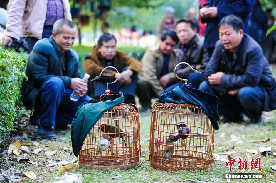LiveinGuizhou's tweet photo. [Bird fighting: a singing competition] #Birdfighting enjoys a long history in Guizhou.

📷 by China News

#Guizhou #China #festival https://t.co/vPJQyezRiB