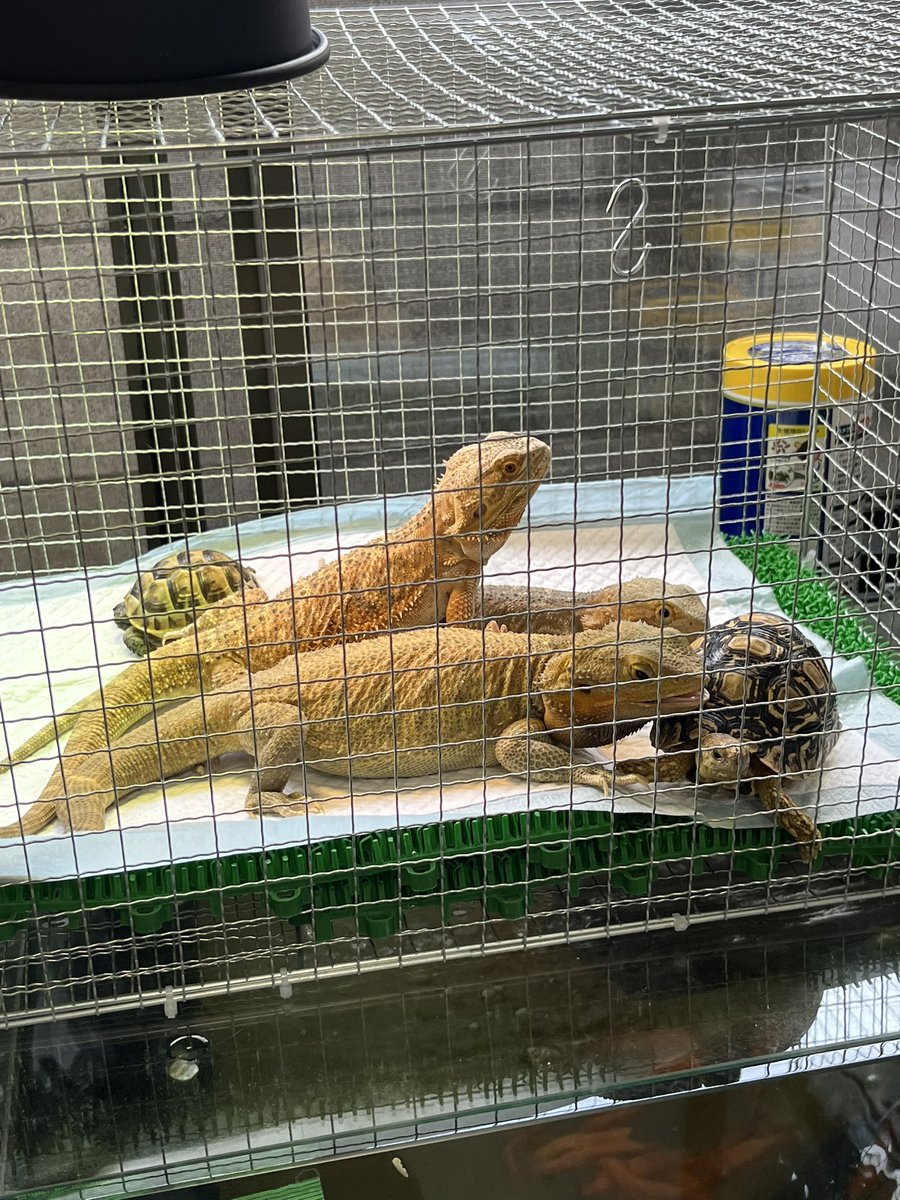 ryoudenasi's tweet photo. そろそろ日光浴出来へん季節に😣

初めてリクガメちゃんと日光浴😍 https://t.co/1Po46qw2tr