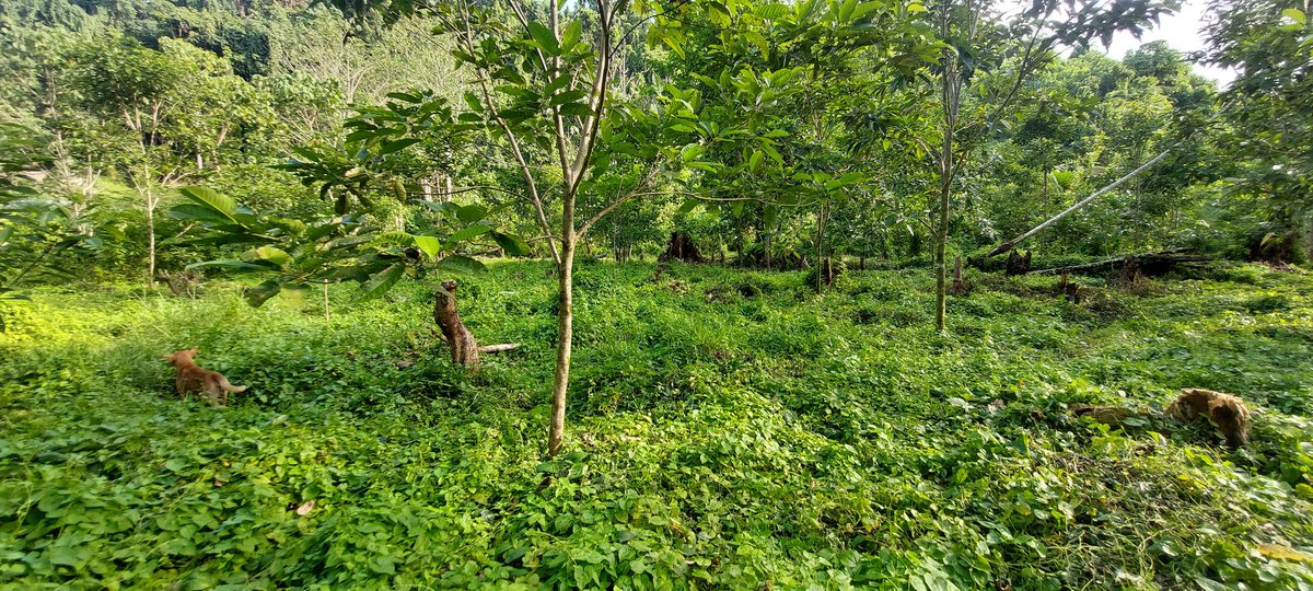 Small scale reforestation of native species trees on #Guadalcanal. SI 🇸🇧 Gov't cont. to unsustainably log 90% of the country’s forest w/ Asian loggers - strong ties to politicians. No national #reforestation plan. #Indigenous resource owners get peanuts in return. Amend FRTU now!