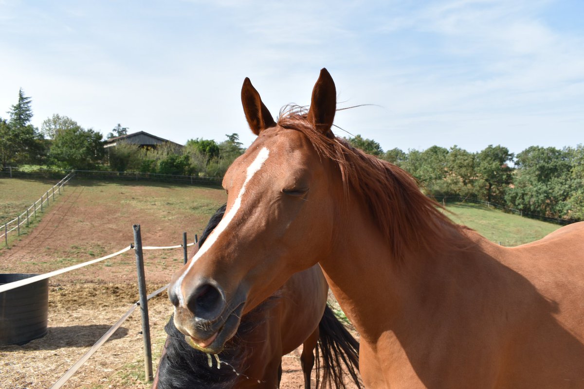 Hi, hi, hi elle est trop drôle ta blague 😂😂😂

Les Écuries de La Lauzel vous proposent des pensions pour vos chevaux dans un cadre familial 

#pensionchevaux #ecuries #retraiteschevaux #baladeacheval