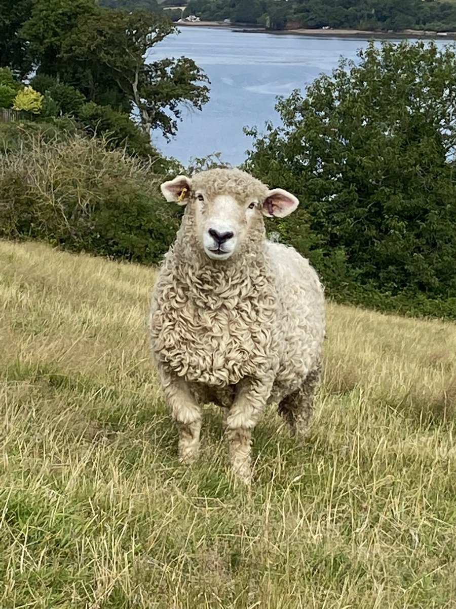 Is it ok to have favourites? 
This Devon & Cornwall Longwool has had its autumn trim round the ‘neckanears’ and looks a bit different.
Thanks Dan Waterman🐑✂️
#devonandcornwalllongwool 
#rbst 
#freshwaterflock